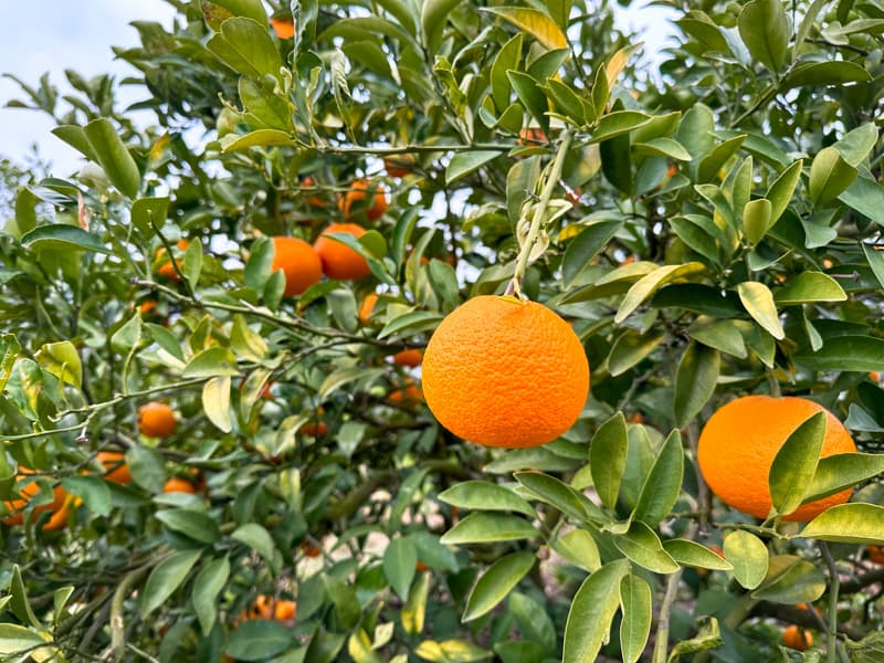 Mikan tree with ripe mikan along the Shikoku Pilgrimage trail.