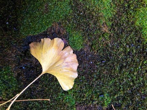 A fallen ginkgo leave laying on moss
