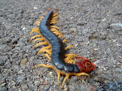 Mukade, the venomous Japanese centipede, walking on the gravel