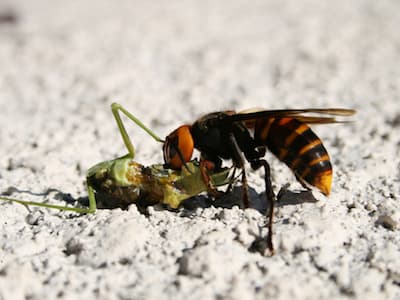Suzumebachi eating a preying mantis