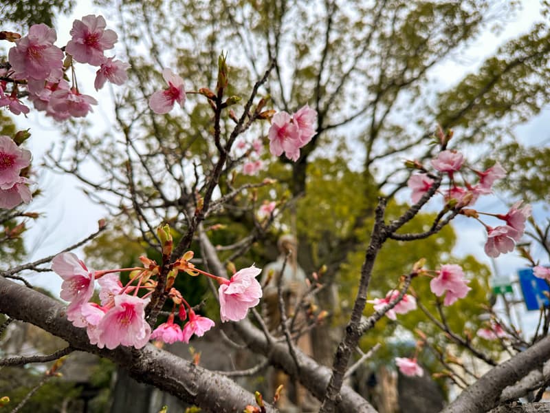 Cherry blossom (sakura) in front of a statue of Kukai.