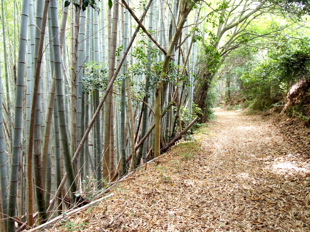 A bamboo forest trail on the way to Temple 21 – Tatsueji on the Shikoku Pilgrimage