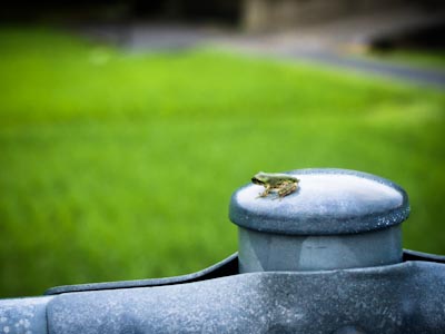 Amagaeru, the Japanese tree frog next to a rice field in the summer.