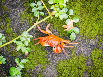 An orange crab sitting on top of moss.