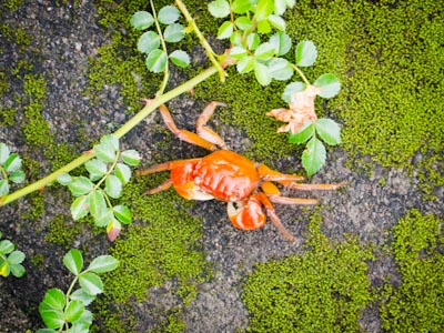 An orange crab sitting on top of moss.