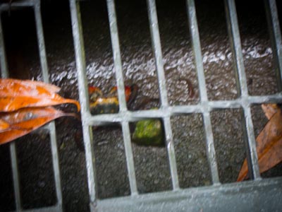 A colorful crab in the drain.