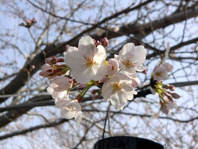 sakura trees