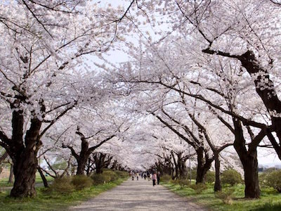 sakura trees