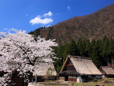 sakura trees