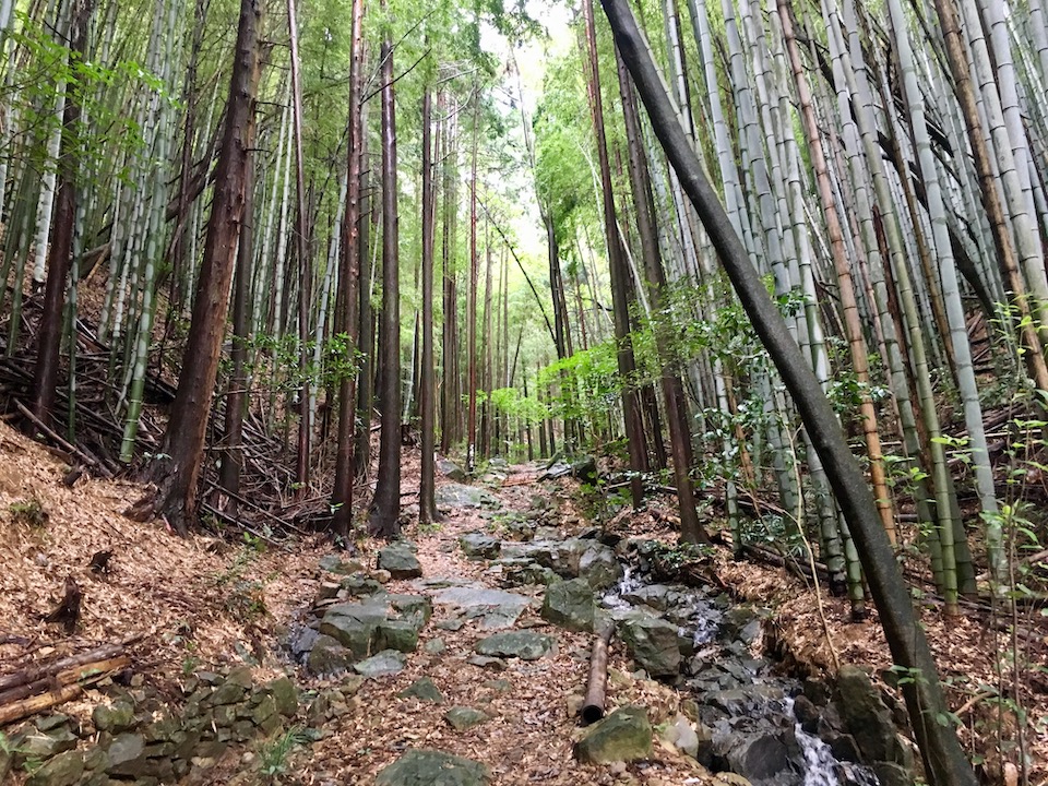 Pilgrim path in the woods in Autumn in Shikoku